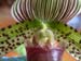 Paph02